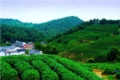 Dragon Wall Tea Plantation 1